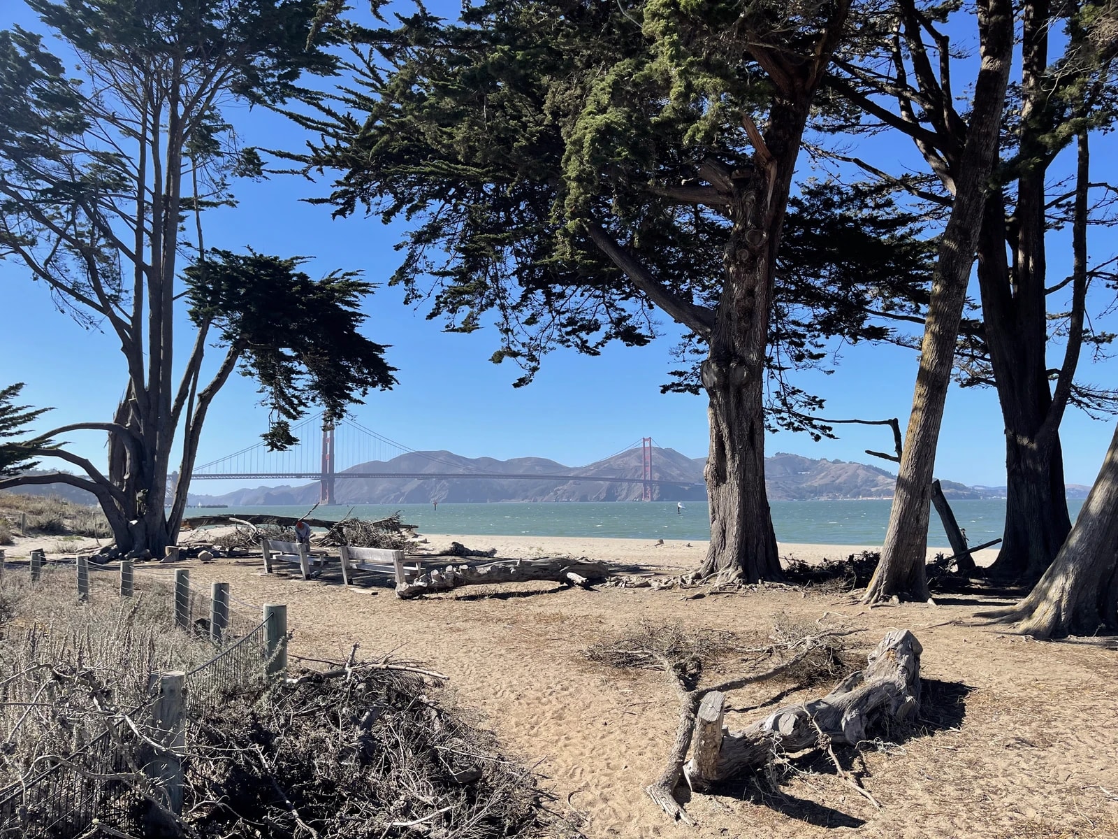 Cypress trees and the beach at Crissy Field, with the Golden Gate Bridge across the Bay.