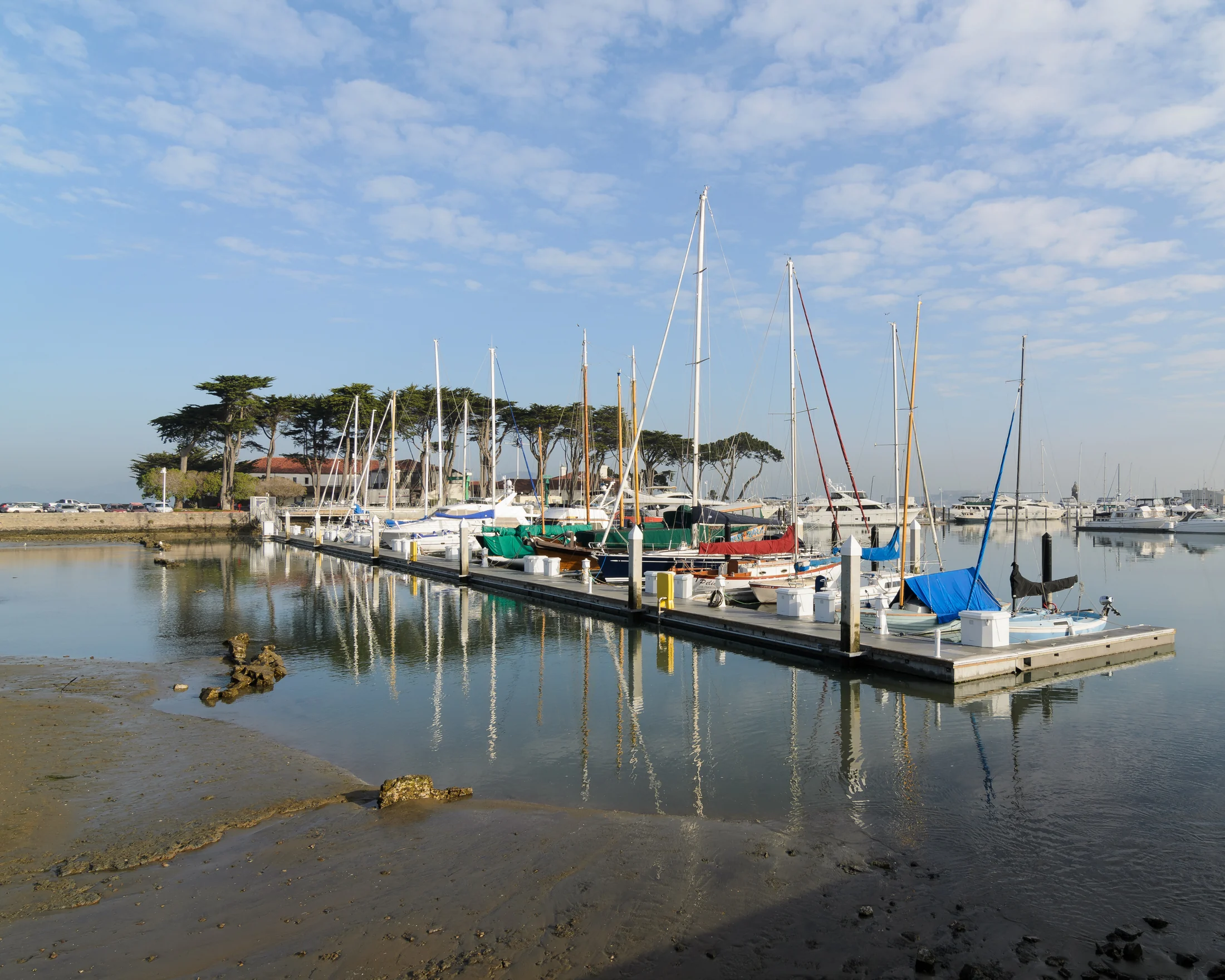 Sailboats and cypress trees at the Marina Yacht Harbor.